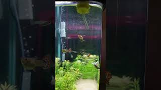 Feeding guppy brine shrimp 🦐 [upl. by Freda]