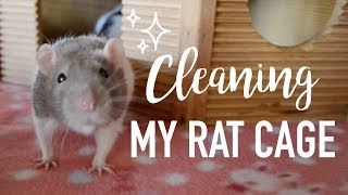 How I Clean My Rat Cage [upl. by Blodget]