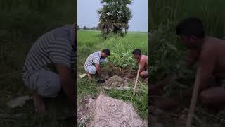 Plantation of lichusorts viralvideo video song lichu shortsviral reels 2024 [upl. by Niatsirhc481]