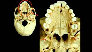 Skull Study Guide  A Review [upl. by Cordie270]