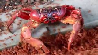 Crabs eating baby crabs with dramatic music [upl. by Guinna]