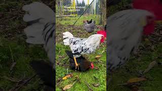 ROOSTER AND HEN  Paarung Tretakt beim Huhn mit Beispiel Leghorn ExchequerHahn und MaransHenne [upl. by Jezabel936]