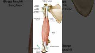 Anatomy Biceps AKA Biceps Brachii shorts [upl. by Llegna61]