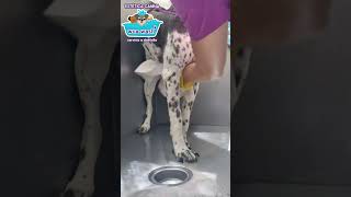 Estética canina WuaWash perrosdivertidos wuawashcanina esteticaanimal doglover dog pets [upl. by Araht]