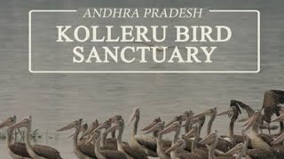 Kolleru Bird Sanctuary♥️♥️♥️ [upl. by Edahsalof]