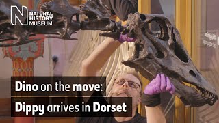 Dino on the move Installing Dippy the Diplodocus at Dorset Museum  Natural History Museum [upl. by Weylin279]