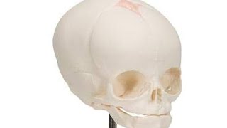 Understanding the Fetal Skull Anatomy for community midwifery [upl. by Seligmann]