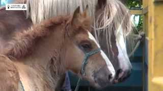 Concours du cheval breton à la Martyre le samedi 13 juin 2015 [upl. by Aleibarg]