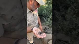 Finding Tarantulas In The Wild 🕷 shorts animals spider bug nature wildlife zoo [upl. by Aisenat866]