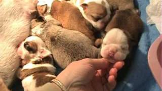 MacysNewBornEnglishBulldogPuppiesavi [upl. by Netsoj115]