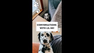 Conversations with little me Cute Dalmatian video [upl. by Cornel]