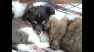 Four week old Sheltie puppies [upl. by Lily643]