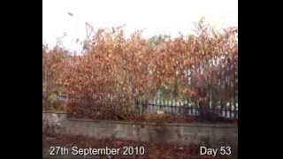 IVMs Japanese Knotweed Eradicating FAST System Video 1 [upl. by Notnarb]