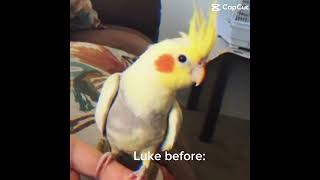 My birds then vs now pt2 birds pets thenvsnow cockatiel parakeets [upl. by Nonnaehr]