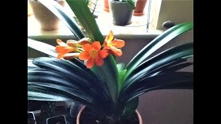 Clivia MiniataCare Tips [upl. by Enoitna284]