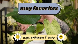 May plant favorites  Hoya Anthurium amp more [upl. by Latreece]