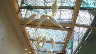 Morning chaos in cockatiel aviary DAY 22 cockatiel birdaviary cattv [upl. by Lechar]