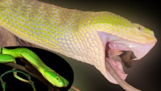 INSANELY LONG White Lip Pit Viper FANGS [upl. by Spurgeon]