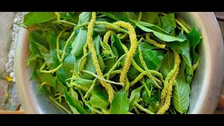 Himbabao  Alukon  Birch Flower Broussonetia Luzonica [upl. by Orfurd]