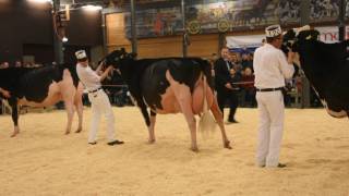 Holstein Sarine 2017 Schöneuter [upl. by Rafe]