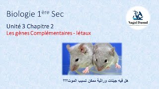 Biologie 1ère sec T2 Unité 3 Chapitre 2 Interaction des gènes partie 2 [upl. by Neelik251]