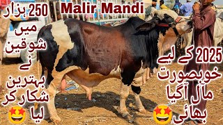 Malir Mandi Karachi Cattle Latest Rates Update 22 October 2024  Cow Mandi 2024 [upl. by Tessi559]