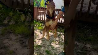 Pull down the tree xlbully dogbreed shortsvideo [upl. by Pinsky]