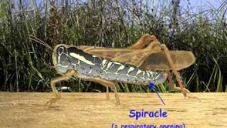 Insect respiratory systems  Insect Tracheae [upl. by Fred]