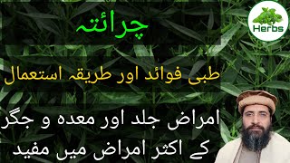 Health Benefits of Chirata  Charaita ke Fayde  Chiraita  چرائتہ کے فائدے  Hakeem Zia ur Rehman [upl. by Riha145]