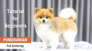 Pomeranian Grooming Tutorial for Beginners  ASIAN CUTE DOGS [upl. by Bobinette]