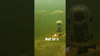 Wait for the 360° view  Which viewpoint do you prefer  pike fishing underwaterworld [upl. by Asirak]