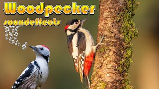 Woodpecker sound effects  Woodpecker knocks and chirps [upl. by Jentoft]