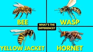 Whats The Difference Between Bees Wasps Yellow Jackets and Hornets [upl. by Josias]