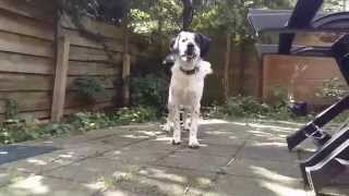 Stabyhoun Charlie barking at me [upl. by Whitcomb]