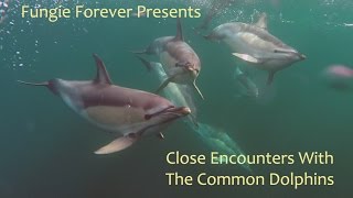 FUNGIE FOREVER  Close Encounters with COMMON DOLPHINS [upl. by Idzik718]