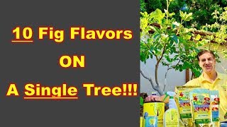 How To Make A 10in1 Fruit Tree  GRAFTING FIGS [upl. by Alair]