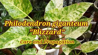 Philodendron giganteum Blizzard  Philo Marble Variegata  EP 32 [upl. by Paugh]