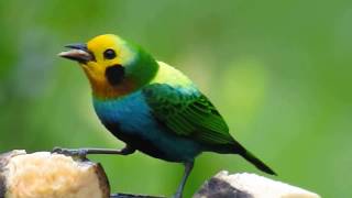 birding Tours Colombia Endemic multicolored Tanager [upl. by Bartolome859]