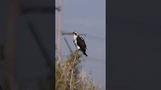 Osprey birds wildlife [upl. by Nunciata581]