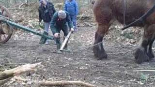 Belgian Draft Horse Logging Pulling Trees [upl. by Lambrecht496]