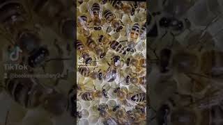 🌻💚🐝 shorts bees apiary beekeepers beekeeping hive honey beekeepers beekeepersdiary [upl. by Wesle]