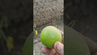 Surah mulk ki fazilat islamicstatus harvesting lemon gardening nature [upl. by Keheley255]