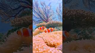 PEIXE PALHAÇO Amphiprioninae [upl. by Ardnuassak877]