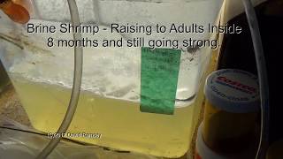 Huge Numbers of Adult Brine Shrimp Indoors 2017 08 18 [upl. by Brause]