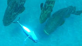 Giant Grouper Eats Inches from Camera  Fishing [upl. by Nemraciram627]