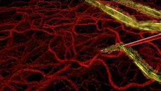 HHMI  Life Cycle of Malaria Parasite in Human Host [upl. by Warchaw]