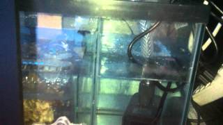 eshopps PF300 overflow  Refugium  40 gallon reef tank [upl. by Bevon]