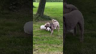 Playtime with Two Labradoodles 🐾❤️ [upl. by Elie207]