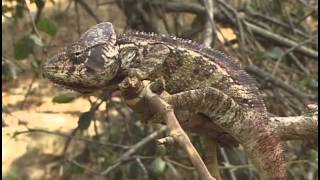 THE CHAMELEONS OF MADAGASCAR [upl. by Ettolrahs]