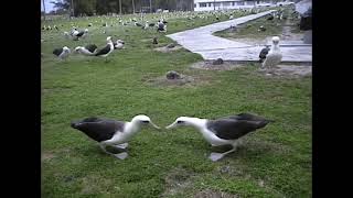 Gooney Birds on Midway Island 1998 [upl. by Lrat441]